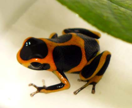 ranitomeya imitator band.jpg